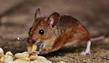24 Hour & Emergency Exterminators in Sedges Garden, NC